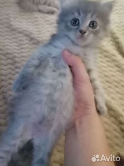 2 котенка в дар