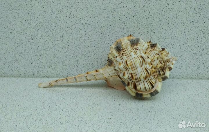 Хаустелум Хаустелум 13,1 морская ракушка раковина