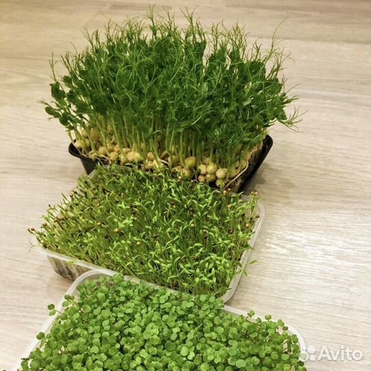 Набор для выращивания микрозелени