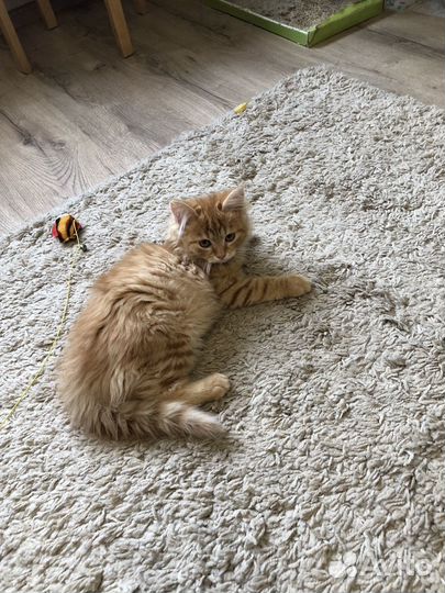 Рыжий котенок с сибирскими корнями