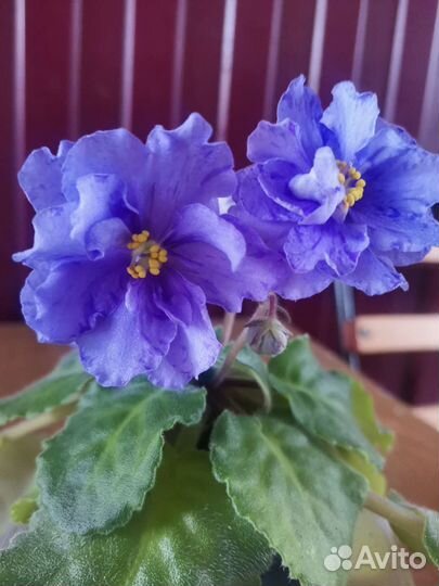 Взрослые цветущие фиалки