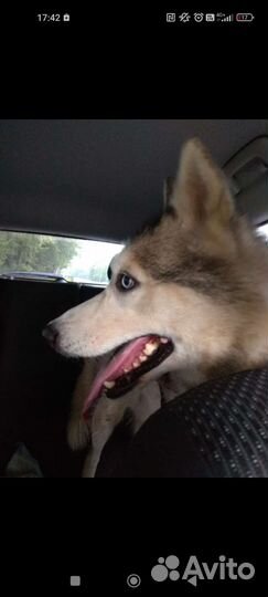 Хаски найдена ищем хозяев