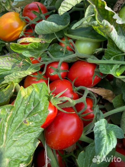 Помидоры оптом