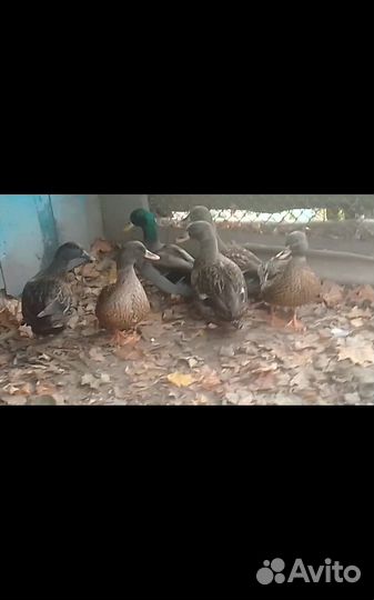 Подсадные утки Чубарые семеновскиетульские