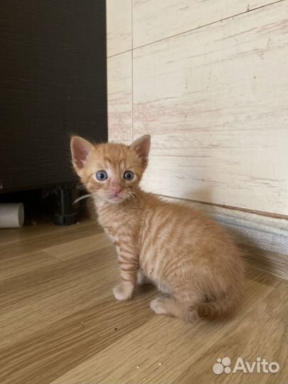 Котики маленькие бесплатно