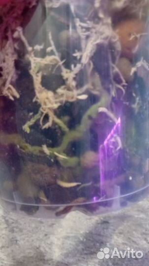 Орхидея фаленопсис