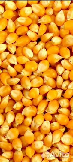 Кукуруза