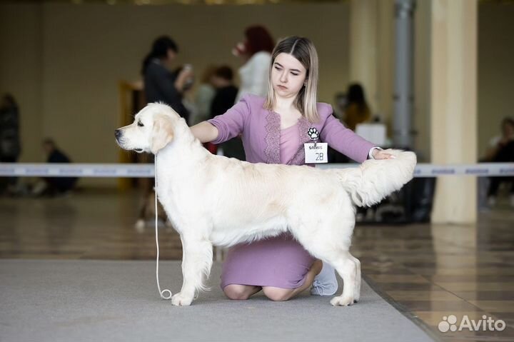 Услуги хендлера, дрессировка собак
