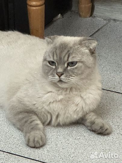 Шотландская вислоухая