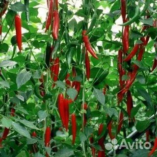 Семена острого перца