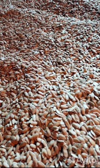 Семена дыни Эфиопка