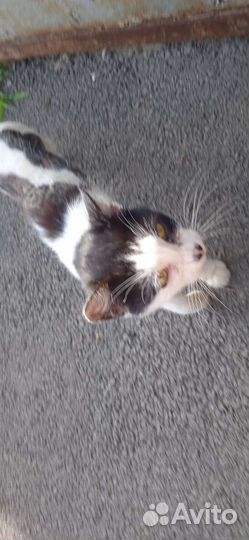 Кошка в дар бесплатно