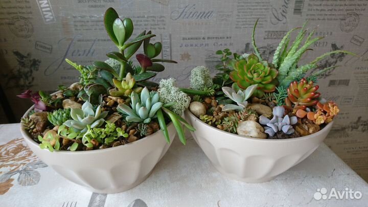 Флорариум суккуленты