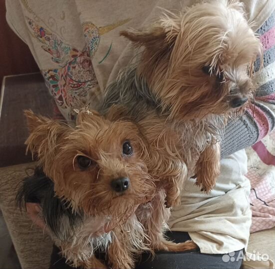 Йоркширский терьер мини