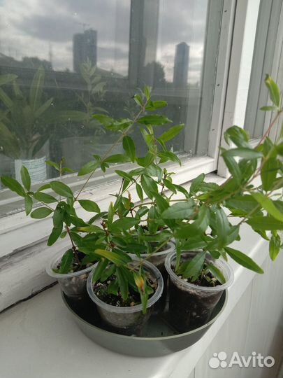 Гранат карликовый плодоносящий