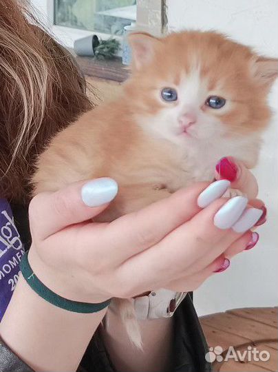 Чудо-котенок