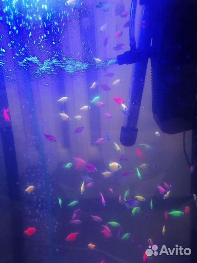 Аквариумные рыбки Тернеция