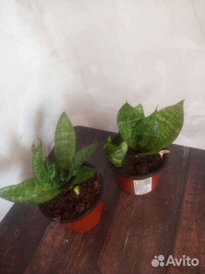 Сансевиерия, комнатные растения