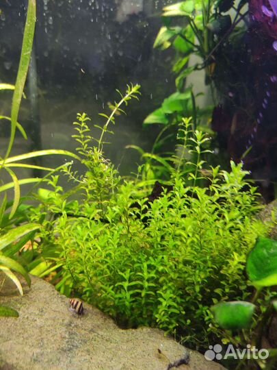 Хелены улитки