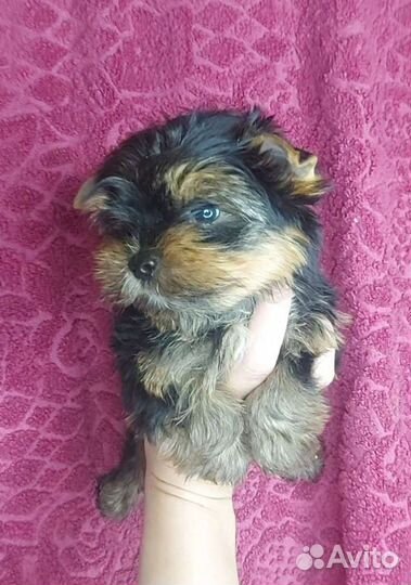 Йоркширский терьер мини