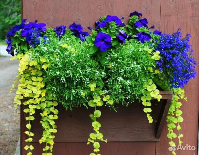 Вербейник монетчатый (как дихондра)