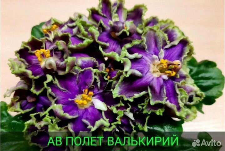 Укорененные черенки сортовых фиалок