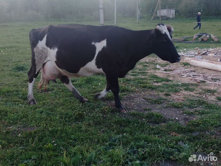 Корова дойная