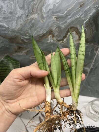 Сансевиерии редкие сорта