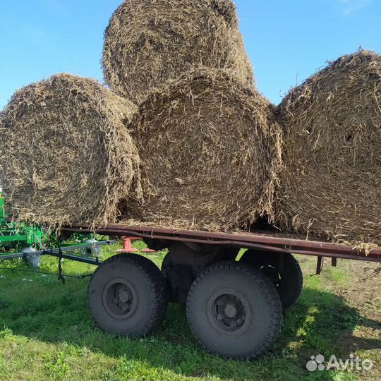 Гороховая солома