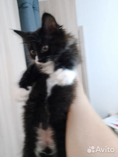 Кот 5 месяцев