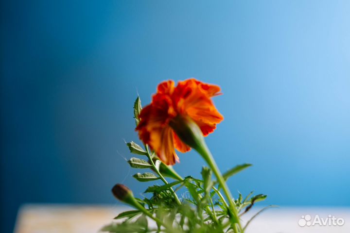 Фотограф Ижевск