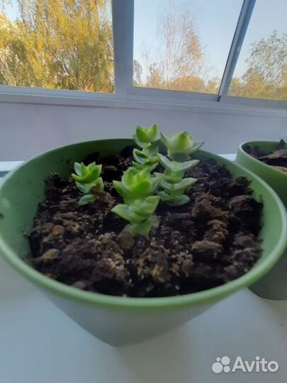 Суккуленты