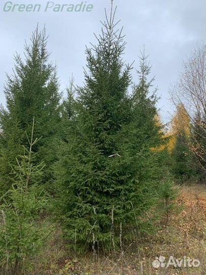 Ель обыкновенная