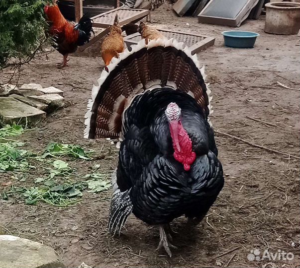 Индюки бронза