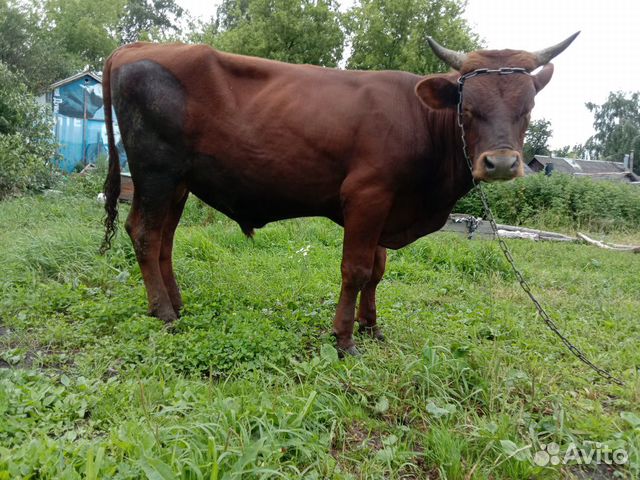 Рязанская область, скопинский р-н, с. Айширские коровы в монастыре рязанской области. Скопинский район клекотки к 5. Авито скопин животные. Скопин вослебово.