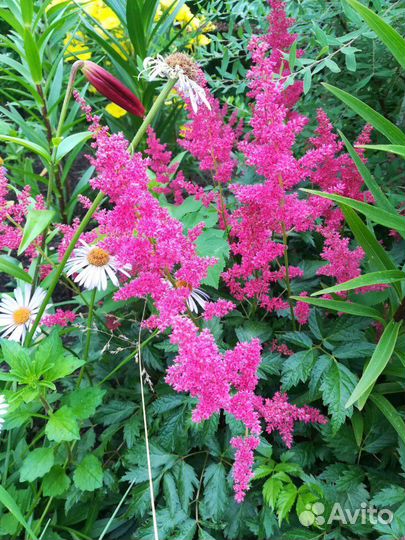 Многолетники