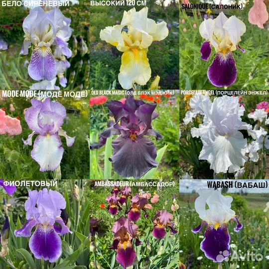 Ирис 15 сортов бородатый германский