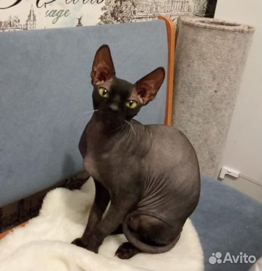 Канадский сфинкс