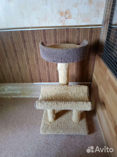 Дом когтеточка