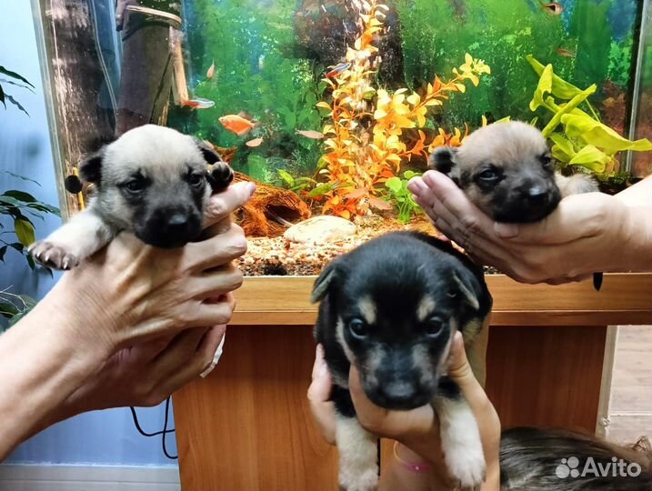 Щенки