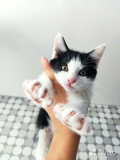 Кот в добрые руки