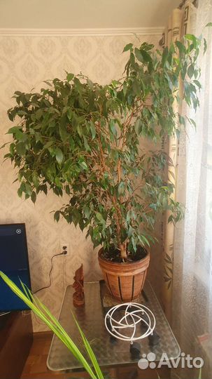 Фикус бенджамина большой
