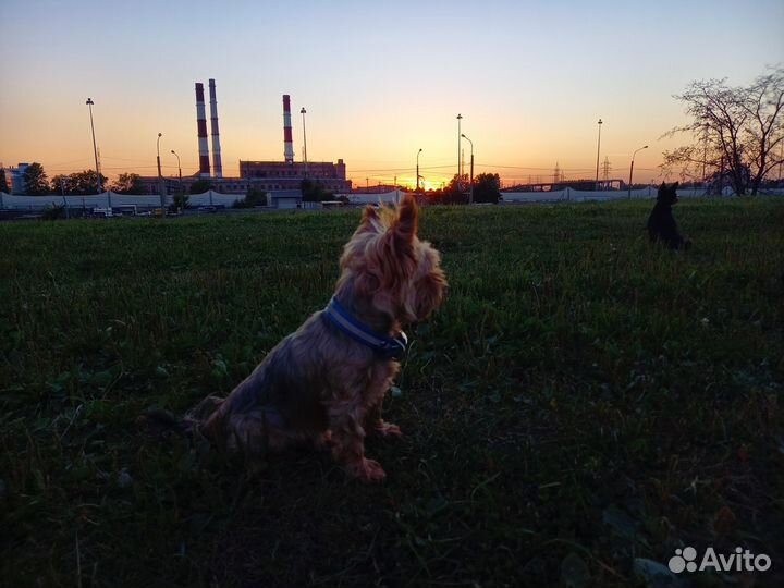 Выгул собак догситтер