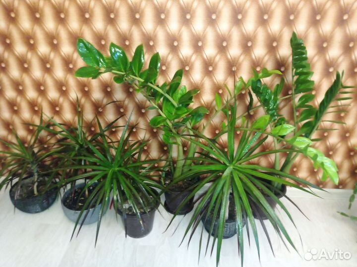 Замиокулькас и драцена