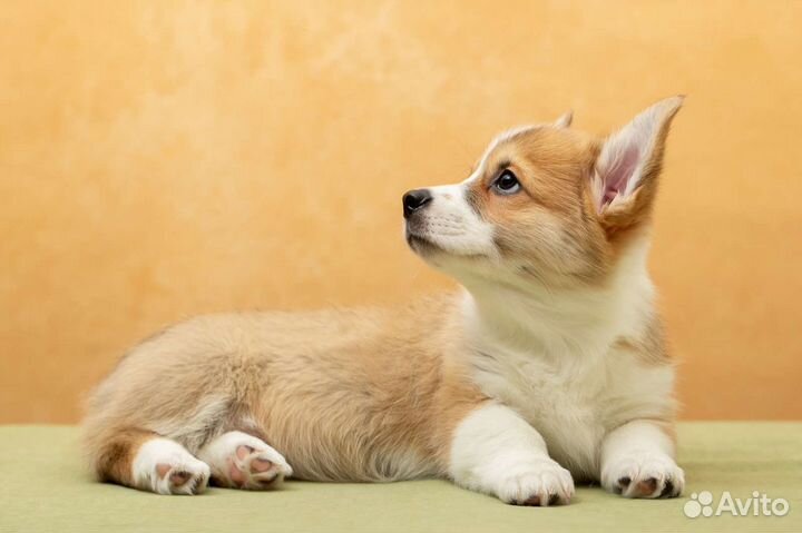 Щенок вельш-корги пемброк