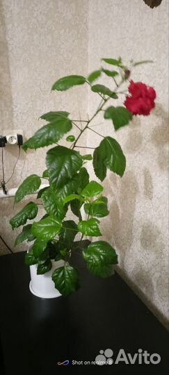 Гибискус китайская роза