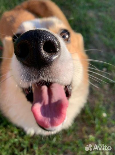 Передержка Домашних Животных