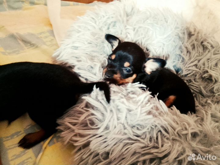 Той-терьер щенки