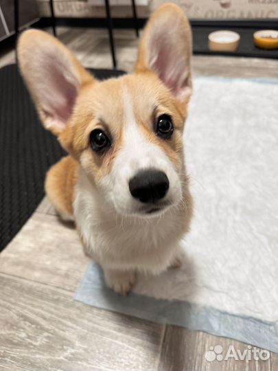 Вельш-корги пемброк