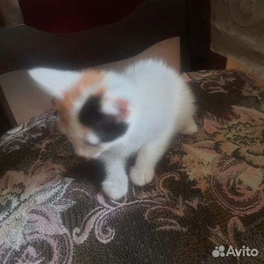 Котёнок в добрые руки. Бесплатно